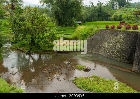 Water dam at Rice paddies Stock Photo