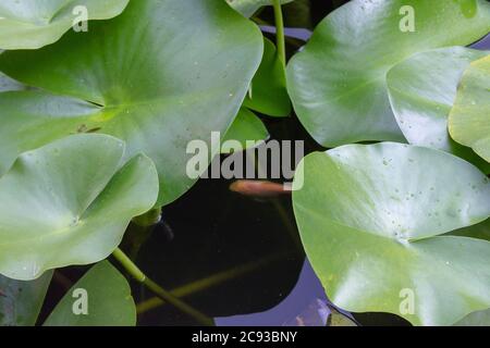 Fish swimming under lily pads Stock Photo