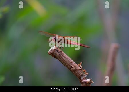 Close up macro lens image of a male autumn meadowhawk (Sympetrum vicinum) on a wooden stick near Potomac River, Maryland. This is a dragonfly Stock Photo