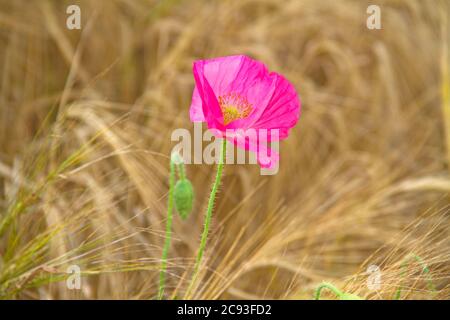 Pink poppy flower in a Barley field Stock Photo