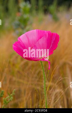 Pink poppy flower in a Barley field Stock Photo