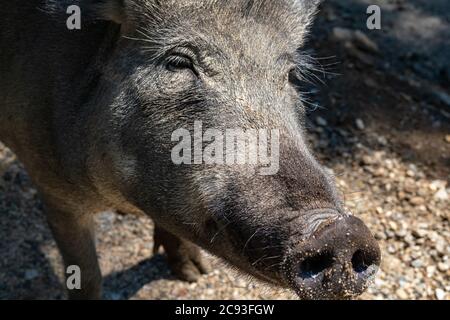 The face of a wild boar, a pig of the species Sus scrofa, is seen up close, showing the detail of her hair and sand stuck to her snout. Stock Photo