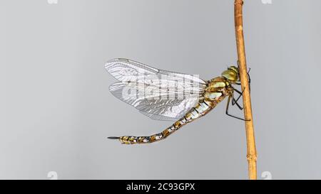Female migrant hawker dragonfly profile on twig isolated on gray background. Aeshna mixta. Brown insect with two yellow stripes on thorax. Shiny wings. Stock Photo