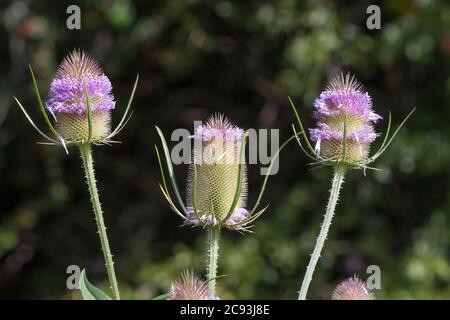 Teasel wild Dipsacus fullonum, dense prickly flowerhead surrounded by curved spiny bracts. Multiple small pink purple flowers on slender tubes Stock Photo