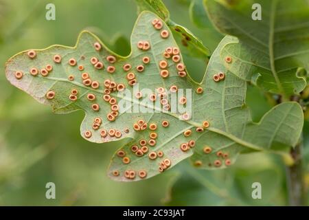 Ring shaped insect eggs on underside of leaf resembling tiny donuts. Orange brown in colour color with depression in centre spread around under leaf. Stock Photo