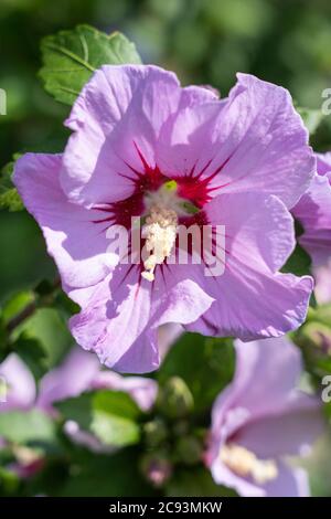 A closeup on Hibiscus Syriacus L. (Rose of Shannon or shrub Althea) with large trumpet shaped pink flowers with a dark reddish-purple centre eye Stock Photo