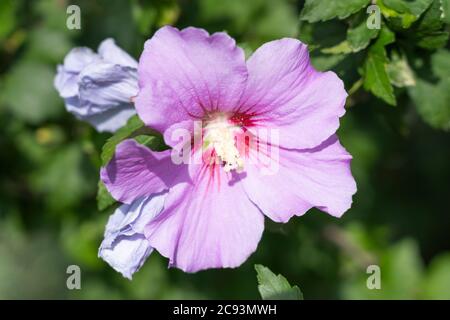 A closeup on Hibiscus Syriacus L. (Rose of Shannon or shrub Althea) with large trumpet shaped pink flowers with a dark reddish-purple centre eye Stock Photo