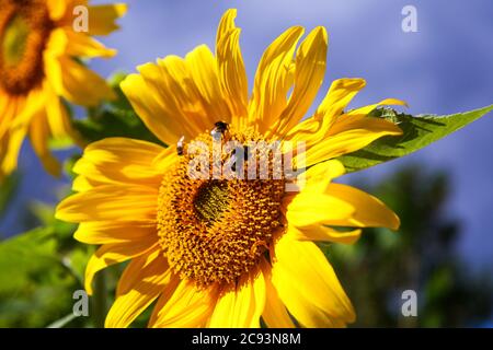 London, UK 28 July 2020 - Bumblebees collect pollen from sunflower on a sunny day in the capital. Credit: Dinendra Haria/Alamy Live News Stock Photo