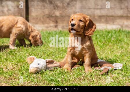 Two Cute Brown Puppy Dogs Playing on Grass in a Park or Garden Stock Photo