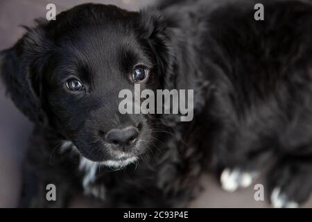 Cute black puppy dog laying down looking into camera Stock Photo