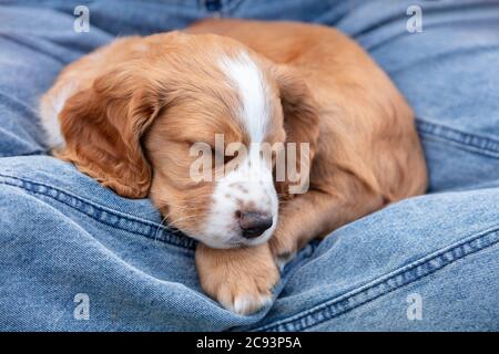 Cute light brown Spaniel puppy dog sleeping on the lap of a person wearing blue denim jeans Stock Photo