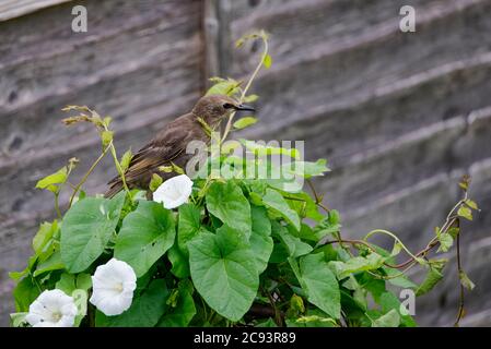 Common Starling - Sturnus vulgaris, juvenile in Hedge Bindweed - Calystegia sepium Stock Photo