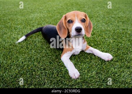 Beagle Puppy Stock Photo