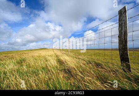 South Downs National Park, Sussex, UK near Firle Beacon. A fence and long grass in the sunshine on the route of the South Downs Way. Stock Photo