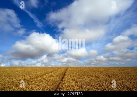 South Downs National Park, Sussex, England, UK. Wheat fields on the South Downs near Firle Beacon and Newhaven. Simple view with wheat field and sky Stock Photo