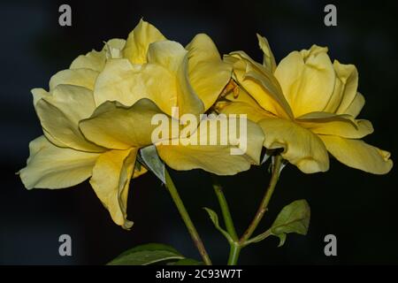 Image of yellow garden roses with out of focus gate in the background ...