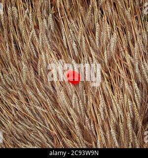 square natural background top view of ears Golden wheat crop and red flowers poppies Stock Photo