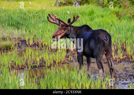 Bull Moose, Alces alces, feeding and drinking in a wetland near Michigamme in the Upper Peninsula of Michigan, USA Stock Photo