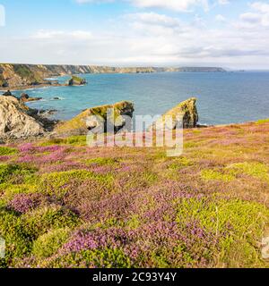 Looking over Port-cadjack Cove and along the Carvannel Downs - near Portreath, north Cornwall, UK. Stock Photo