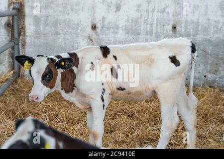 Calf stands in shed. Young cow inside ranch on dairy farm. Stock Photo