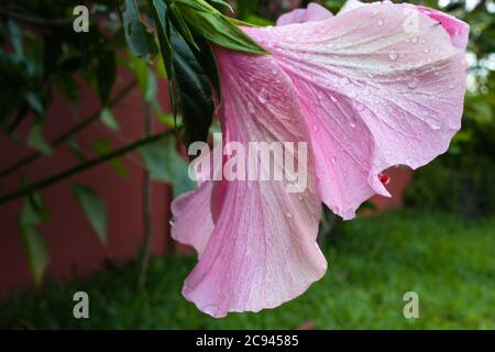 Hibiscus  have been used traditionally for tea, fermented drinks, and desserts Stock Photo