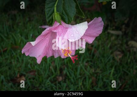 Extracts of hibiscus tissues have been shown to exhibit antibacterial, anti-inflammatory, and antioxidant activity Stock Photo