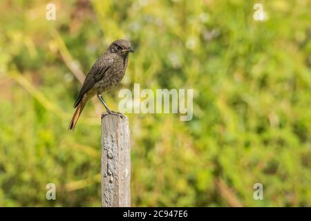 bird black redstart Phoenicurus ochruros perched on wood pole Stock Photo