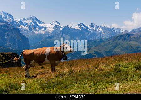 Happy Swiss cow eating grass with views ot the mountains surrounding Grindelwald, in the Berner Oberland of the Swiss Alps Stock Photo