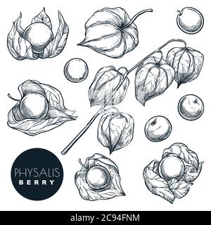 Ripe physalis berries on branch, sketch vector illustration. Sweet gooseberry harvest, hand drawn food isolated design elements Stock Vector