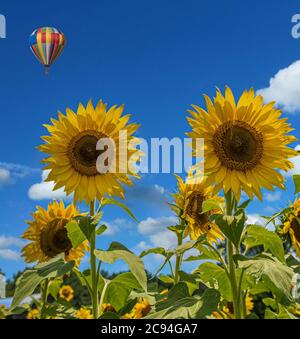 Two Sunflowers on Blue with Balloon Stock Photo