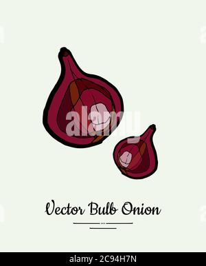 Purple red bulb onion hand drawn vector illustration. Modern line ink vegetable onion illustration. Hand drawn vector Stock Vector