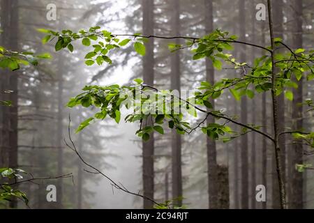Coniferous forest with Red Alder leaves in the foreground on a misty summer morning in Gifford Pinchot National Forest, Washington State, USA Stock Photo