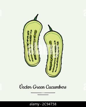 Cucumber vegetable vector isolate. Green half cutted sliced cucumbers. Vegetables illustration. Trendy food vegetarian Stock Vector