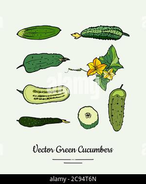 Set various whole and chopped vegetables Vector Image