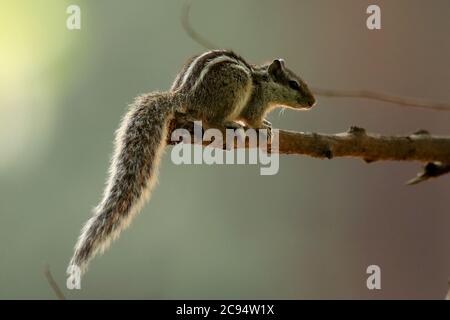 Dhaka, Bangladesh. 28th July, 2020. A squirrel seen at Bangladesh National Zoo. Credit: SOPA Images Limited/Alamy Live News Stock Photo