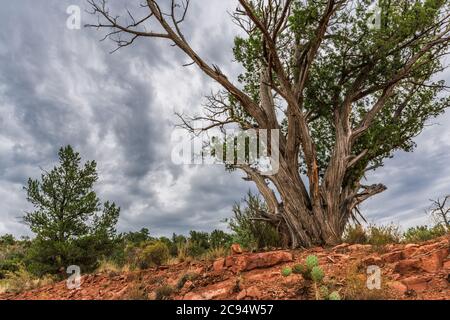 a tall Juniper tree stands in the foreground prior to a large summer monsoon in the Arizona desert. Stock Photo