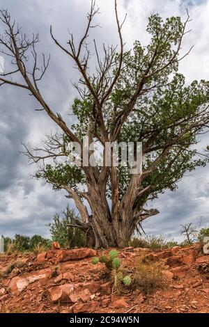 a tall Juniper tree stands in the foreground prior to a large summer monsoon in the Arizona desert. Stock Photo