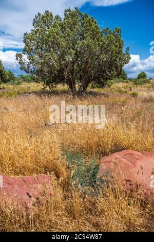 A Mesquite Tree in a grassy patch of desert prior to a summer monsoon Stock Photo