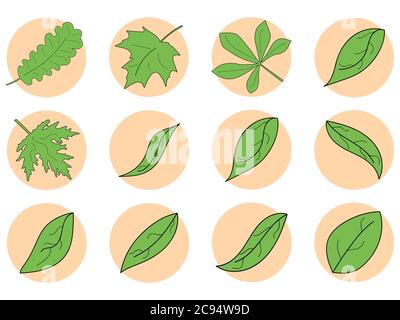 Green leaves icon set. Maple, oak and chestnut leaf contour in a circle isolated on white background. Vector illustration Stock Vector