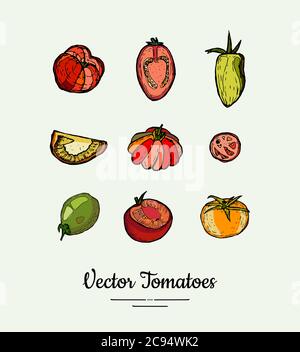 Tomato vegetable vector isolated set. Red yellow green whole cutted sliced tomatoes. Vegetables hand drawn illustration Stock Vector