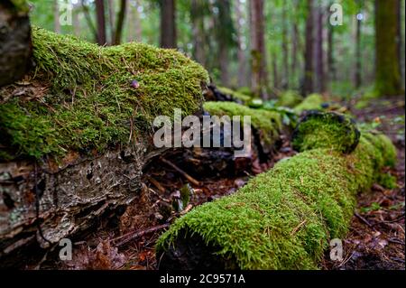old fallen tree trunk covered in green moss Stock Photo