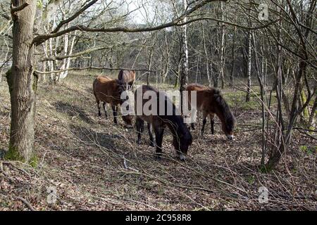 Exmoor ponies in the forest in the dunes near the Dutch village of Bergen by the end of winter. The Netherlands, March Stock Photo