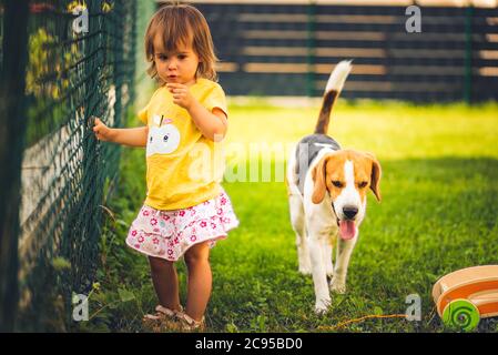 Beagle dog with a cute baby girl in backyard. Stock Photo