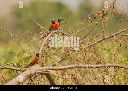 The northern carmine bee-eater (Merops nubicus or M. n. nubicus) is an African near passerine bird in the bee-eater family, Meropidae. Alternative com Stock Photo