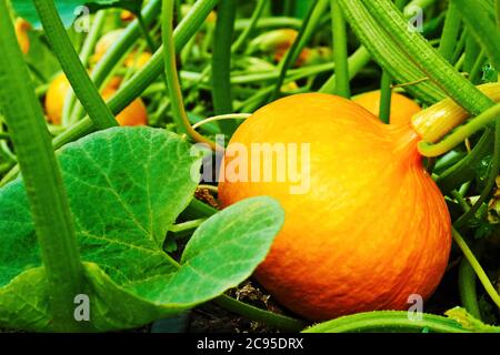 Ripe orange pumpkin for Halloween growing in the garden bed. Seasonal harvesting and agriculture. Raw vegetables Stock Photo