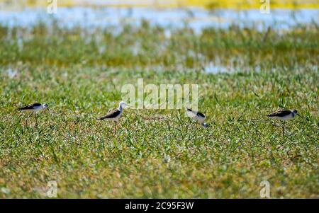 Ordos. 28th July, 2020. Long feet snipes forage at Ordos wetland in north China's Inner Mongolia Autonomous Region, July 28, 2020. Credit: Peng Yuan/Xinhua/Alamy Live News Stock Photo