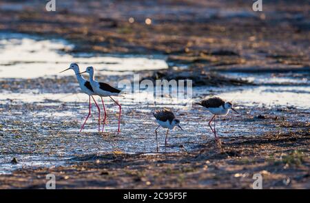 Ordos. 28th July, 2020. Long feet snipes forage at Ordos wetland in north China's Inner Mongolia Autonomous Region, July 28, 2020. Credit: Lian Zhen/Xinhua/Alamy Live News Stock Photo