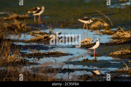 Ordos. 28th July, 2020. Long feet snipes forage at Ordos wetland in north China's Inner Mongolia Autonomous Region, July 28, 2020. Credit: Lian Zhen/Xinhua/Alamy Live News Stock Photo