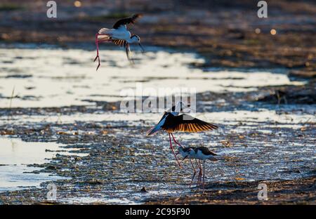 Ordos. 28th July, 2020. Long feet snipes are seen at Ordos wetland in north China's Inner Mongolia Autonomous Region, July 28, 2020. Credit: Lian Zhen/Xinhua/Alamy Live News Stock Photo