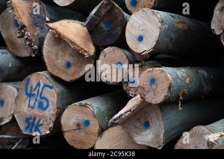 Winter forest. a stack of fallen trees after deforestation. Photographed in Germany in January Stock Photo